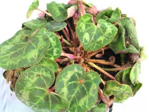 Cyclamen foliage phytophthora. Courtesy and copyright of ADAS Horticulture.
